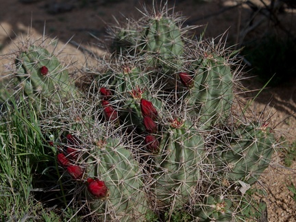 Echinocereus-mojavensis-kingcup-cactus-in-bud-Barker-Dam-trail-Joshua-Tree-NP-2018-03-15-IMG 3932