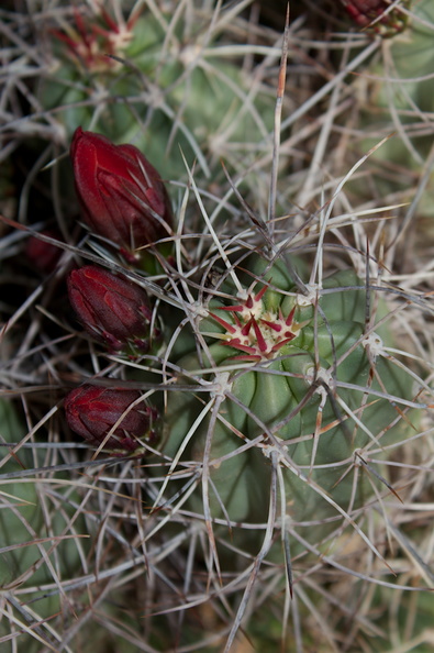 Echinocereus-mojavensis-kingcup-cactus-in-bud-Barker-Dam-trail-Joshua-Tree-NP-2018-03-15-IMG_3933.jpg