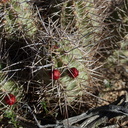 Echinocereus-mojavensis-kingcup-cactus-in-bud-Hidden-Valley-Joshua-Tree-NP-2017-03-16-IMG 4123