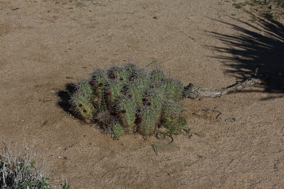 Echinocereus-mojavensis-kingcup-cactus-in-bud-Hidden-Valley-Joshua-Tree-NP-2017-03-16-IMG 4128