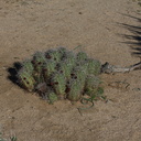 Echinocereus-mojavensis-kingcup-cactus-in-bud-Hidden-Valley-Joshua-Tree-NP-2017-03-16-IMG 4128