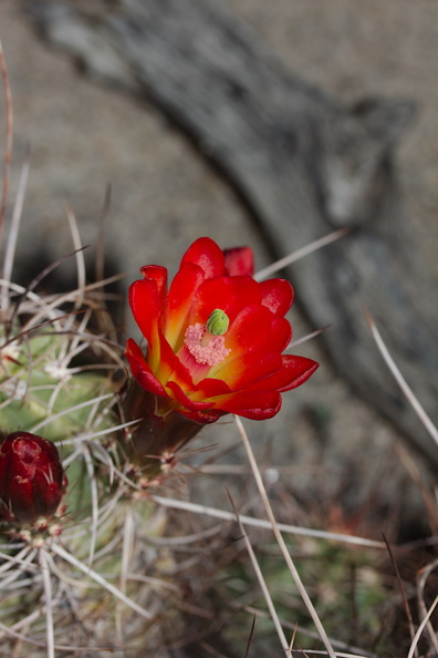 Echinocereus-mojavensis-mojave-kingcup-cactus-Hidden-Valley-Joshua-Tree-NP-2017-03-25-IMG_4396.jpg