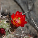 Echinocereus-mojavensis-mojave-kingcup-cactus-Hidden-Valley-Joshua-Tree-NP-2017-03-25-IMG 4396
