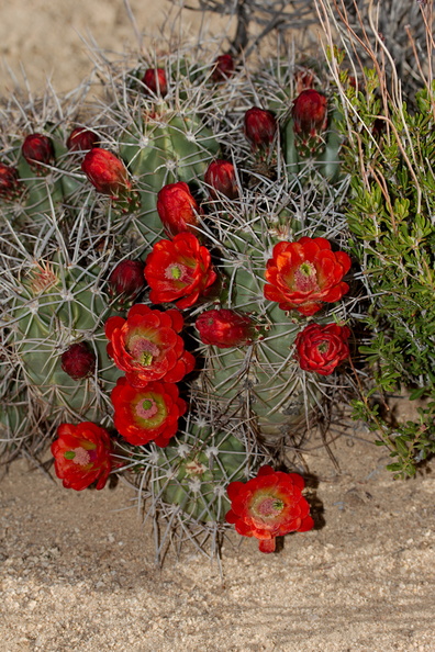 Echinocereus-mojavensis-mojave-kingcup-cactus-Hidden-Valley-Joshua-Tree-NP-2017-03-25-IMG_4413.jpg