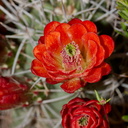 Echinocereus-mojavensis-mojave-kingcup-cactus-Hidden-Valley-Joshua-Tree-NP-2017-03-25-IMG 4415