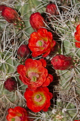 Echinocereus-mojavensis-mojave-kingcup-cactus-Hidden-Valley-Joshua-Tree-NP-2017-03-25-IMG 4417