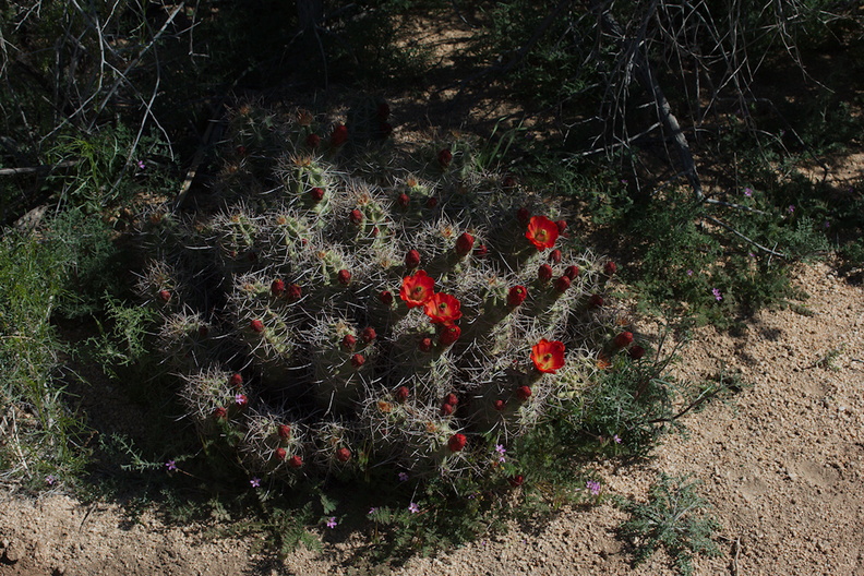 Echinocereus-mojavensis-mojave-kingcup-cactus-Hidden-Valley-Joshua-Tree-NP-2017-03-25-IMG_4450.jpg