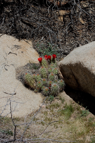 Echinocereus-mojavensis-mojave-kingcup-cactus-Hidden-Valley-Joshua-Tree-NP-2017-03-25-IMG_4498.jpg
