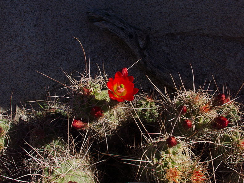 Echinocereus-mojavensis-mojave-kingcup-cactus-Hidden-Valley-Joshua-Tree-NP-2017-03-25-IMG_7884.jpg