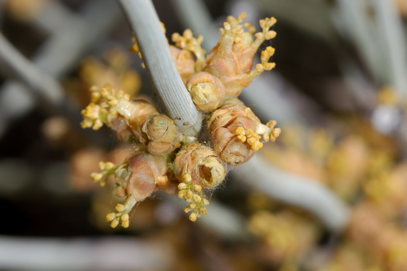 Ephedra-californica-staminate-cones-Cottonwood-Spring-Joshua-Tree-NP-2017-03-14-IMG_3842.jpg