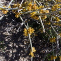 Ephedra-californica-staminate-cones-Cottonwood-Spring-Joshua-Tree-NP-2017-03-14-IMG 7395