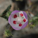 Eremalche-rotundifolia-fivespot-Box-Canyon-Rd-S-of-Joshua-Tree-NP-2018-03-15-IMG 4028