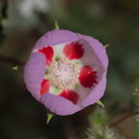 Eremalche-rotundifolia-fivespot-near-Turkey-Flats-Pinto-Basin-Rd-Joshua-Tree-NP-2017-03-14-IMG 3900