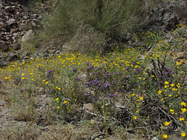 Eschscholzia-glyptosperma-Phacelia-crenulata-wildflowers-Box-Canyon-Rd-S-of-Joshua-Tree-NP-2018-03-15-IMG 7571