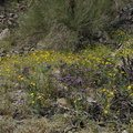 Eschscholzia-glyptosperma-Phacelia-crenulata-wildflowers-Box-Canyon-Rd-S-of-Joshua-Tree-NP-2018-03-15-IMG_7571.jpg