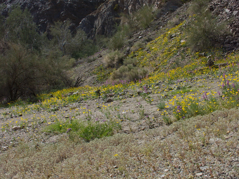 Eschscholzia-glyptosperma-and-other-wildflowers-Box-Canyon-Rd-S-of-Joshua-Tree-NP-2018-03-15-IMG_7570.jpg