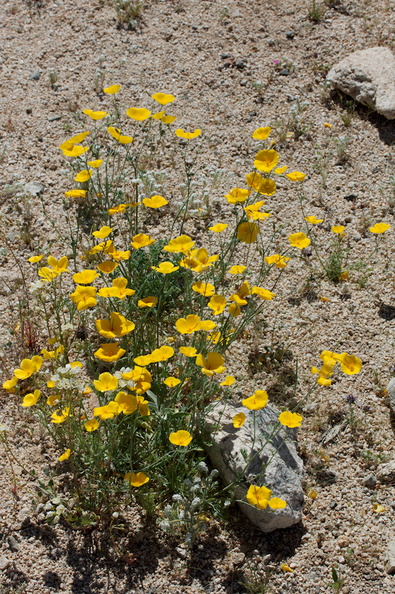 Eschscholzia-glyptosperma-desert-gold-poppy-Bajada-Nature-Trail-S-entrance-Joshua-Tree-NP-2017-03-14-IMG_3811.jpg