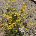 Eschscholzia-glyptosperma-desert-gold-poppy-Bajada-Nature-Trail-S-entrance-Joshua-Tree-NP-2017-03-14-IMG 3811