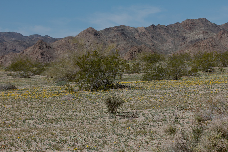 Eschscholzia-glyptosperma-desert-gold-poppy-fields-Joshua-Tree-NP-2016-03-04-IMG_2859.jpg