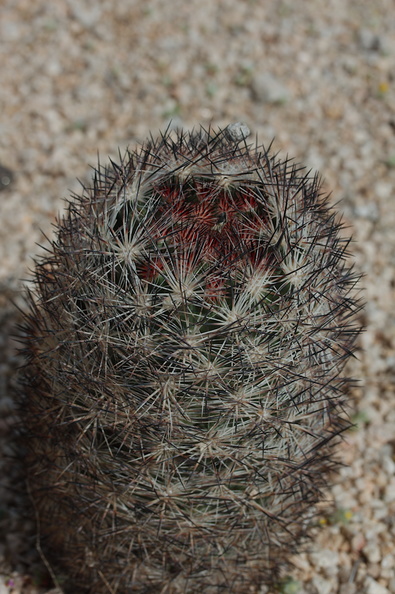 Escobaria-vivipara-foxtail-cactus-Pinto-Basin-Rd-N-of-pass-Joshua-Tree-NP-2018-03-15-IMG_3962.jpg