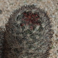 Escobaria-vivipara-foxtail-cactus-Pinto-Basin-Rd-N-of-pass-Joshua-Tree-NP-2018-03-15-IMG 3962