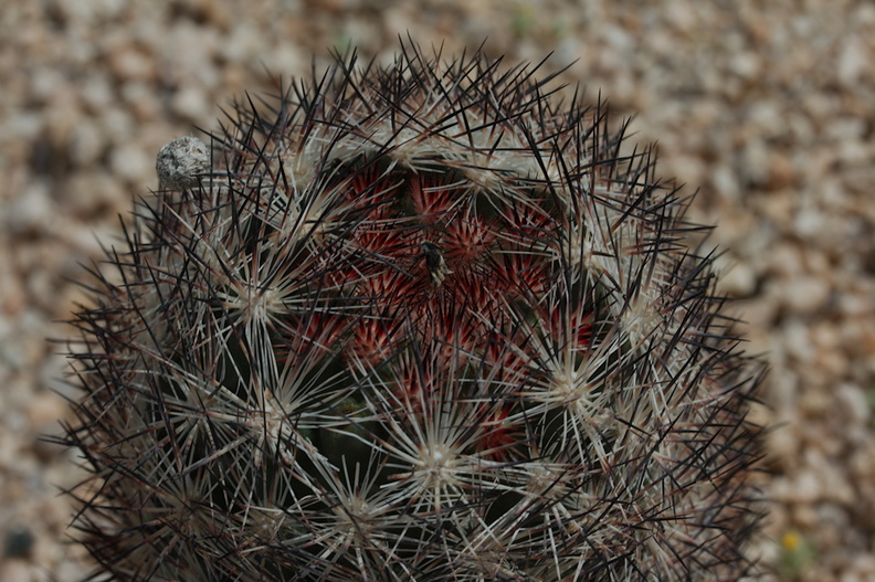 Escobaria-vivipara-foxtail-cactus-Pinto-Basin-Rd-N-of-pass-Joshua-Tree-NP-2018-03-15-IMG_3963.jpg