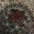 Escobaria-vivipara-foxtail-cactus-Pinto-Basin-Rd-N-of-pass-Joshua-Tree-NP-2018-03-15-IMG 3963