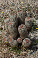 Escobaria-vivipara-foxtail-cactus-Pinto-Basin-Rd-N-of-pass-Joshua-Tree-NP-2018-03-15-IMG 3991