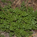 Eucrypta-chrysanthemifolia-var-bipinnatifida-Barker-Dam-Joshua-Tree-NP-2018-03-15-IMG 3924