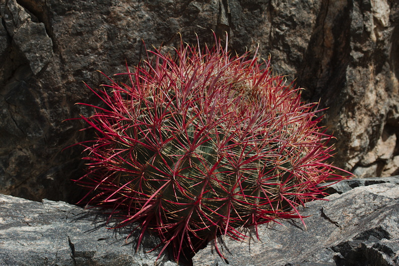 Ferocactus-cylindraceus-California-barrel-cactus-Cottonwood-Canyon-Joshua-Tree-NP-2018-03-15-IMG_3996.jpg