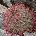 Ferocactus-cylindraceus-California-barrel-cactus-Cottonwood-Canyon-Joshua-Tree-NP-2018-03-15-IMG 3998