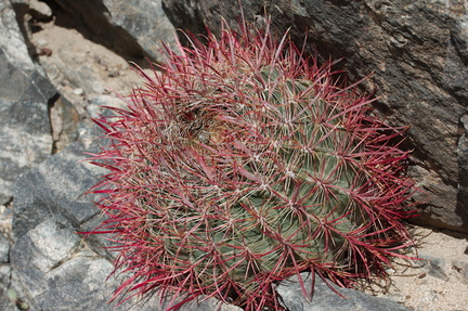 Ferocactus-cylindraceus-California-barrel-cactus-Cottonwood-Canyon-Joshua-Tree-NP-2018-03-15-IMG 3998