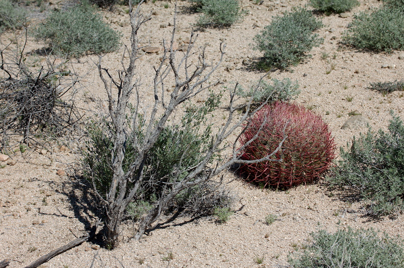 Ferocactus-cylindraceus-California-barrel-cactus-Cottonwood-Spring-Joshua-Tree-NP-2017-03-14-IMG_3879.jpg