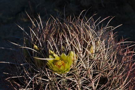 Ferocactus-cylindraceus-California-barrel-cactus-Joshua-Tree-NP-2017-03-25-IMG 4346