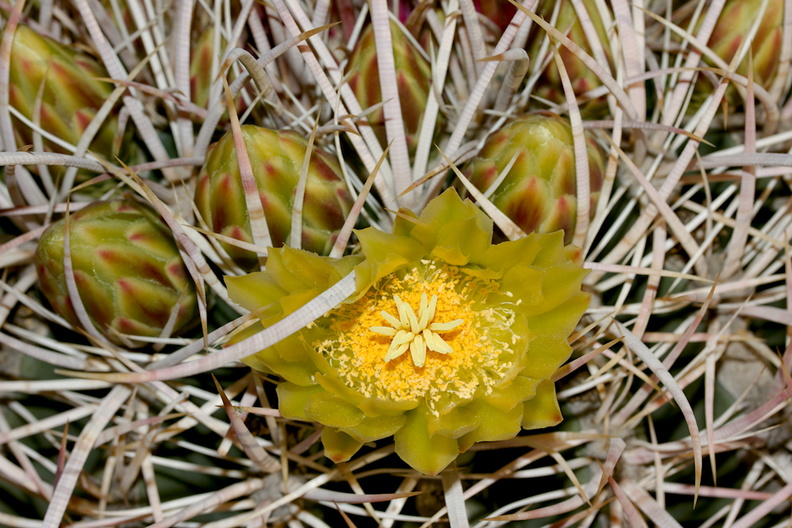 Ferocactus-cylindraceus-California-barrel-cactus-Joshua-Tree-NP-2017-03-25-IMG_4347.jpg