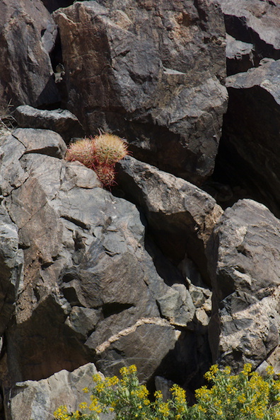 Ferocactus-cylindraceus-barrel-cactus-growing-between-rocks-Joshua-Tree-NP-2016-03-04-IMG_6518.jpg