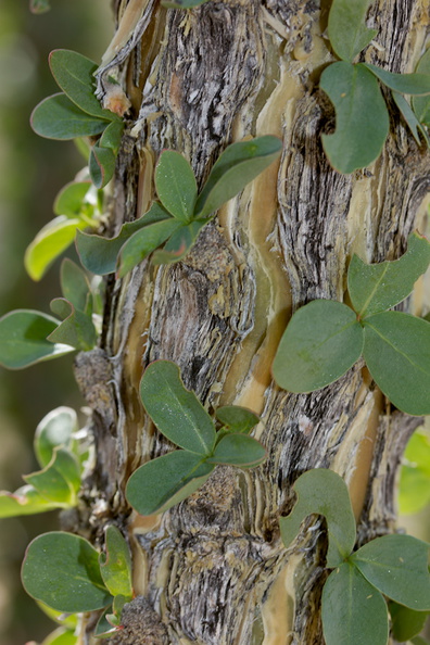 Fouquieria-splendens-ocotillo-closeup-of-new-leaves-emerging-Joshua-Tree-NP-2016-03-04-IMG_2896.jpg