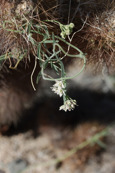 Funastrum-hirtellum-hairy-milkweed-Cholla-Garden-Pinto-Basin-Rd-Joshua-Tree-NP-2017-03-14-IMG_3907.jpg