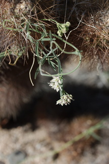 Funastrum-hirtellum-hairy-milkweed-Cholla-Garden-Pinto-Basin-Rd-Joshua-Tree-NP-2017-03-14-IMG 3907