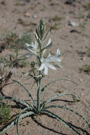 Hesperocallis-undulata-desert-lily-Fried-Liver-Wash-Pinto-Basin-Rd-Joshua-Tree-NP-2017-03-16-IMG 4167