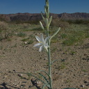 Hesperocallis-undulata-desert-lily-Fried-Liver-Wash-Pinto-Basin-Rd-Joshua-Tree-NP-2017-03-16-IMG 7643
