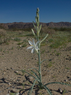 Hesperocallis-undulata-desert-lily-Fried-Liver-Wash-Pinto-Basin-Rd-Joshua-Tree-NP-2017-03-16-IMG 7643