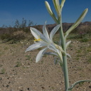 Hesperocallis-undulata-desert-lily-Fried-Liver-Wash-Pinto-Basin-Rd-Joshua-Tree-NP-2017-03-16-IMG 7646