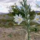 Hesperocallis-undulata-desert-lily-Joshua-Tree-NP-2017-03-25-IMG 8014