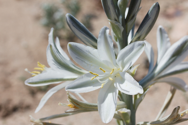 Hesperocallis-undulata-desert-lily-south-Joshua-Tree-NP-2017-03-24-IMG_4271.jpg