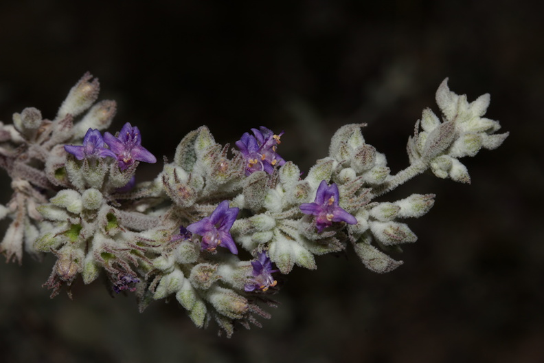 Hyptis-emoryi-desert-lavender-Fried-Liver-Wash-Pinto-Basin-Rd-Joshua-Tree-NP-2017-03-16-IMG 4153