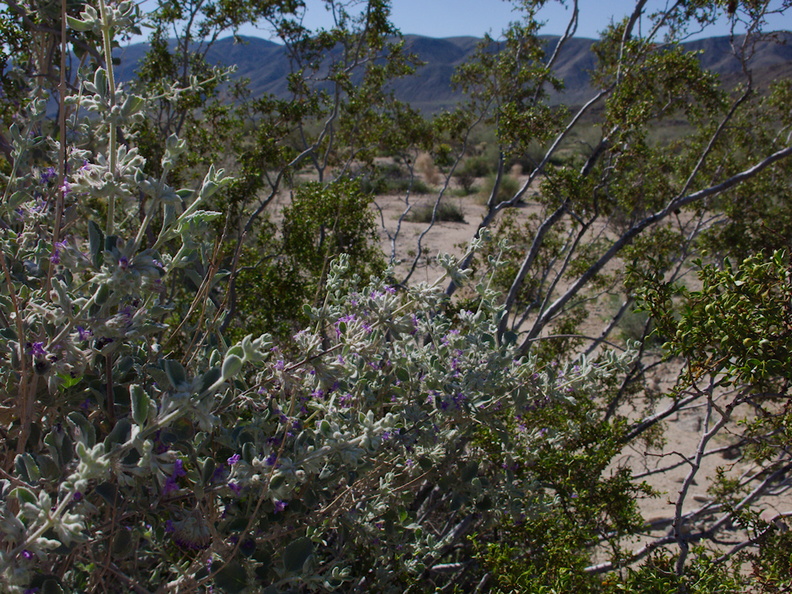 Hyptis-emoryi-desert-lavender-Fried-Liver-Wash-Pinto-Basin-Rd-Joshua-Tree-NP-2017-03-16-IMG_7619.jpg