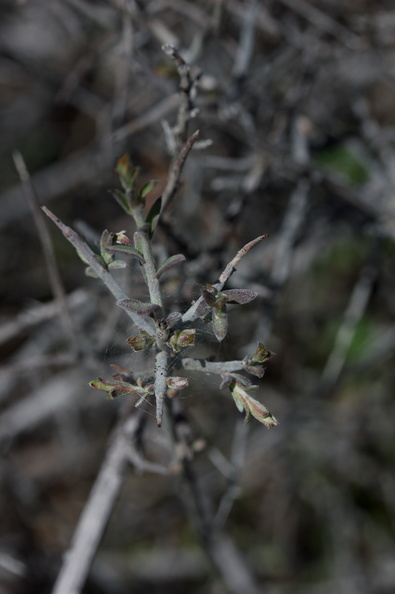 Krameria-bicolor-white-ratany-fruit-Box-Canyon-Rd-S-of-Joshua-Tree-NP-2018-03-15-IMG_4053.jpg