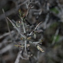 Krameria-bicolor-white-ratany-fruit-Box-Canyon-Rd-S-of-Joshua-Tree-NP-2018-03-15-IMG 4053