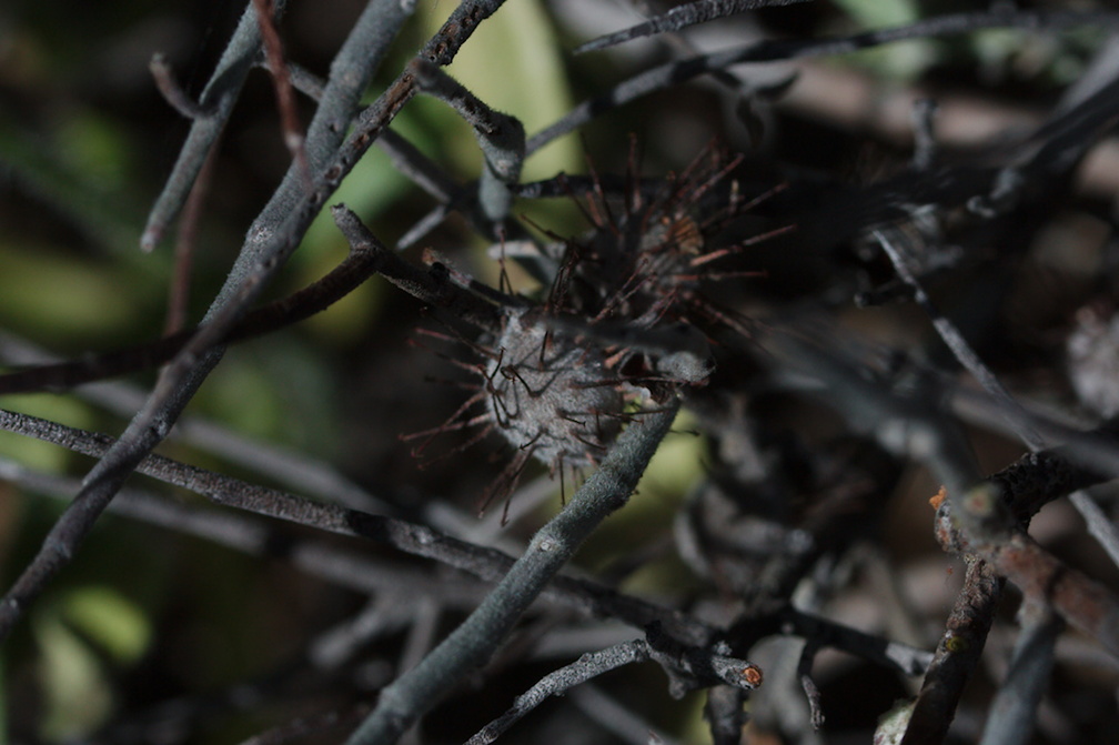 Krameria-bicolor-white-ratany-fruit-Box-Canyon-Rd-S-of-Joshua-Tree-NP-2018-03-15-IMG 4054
